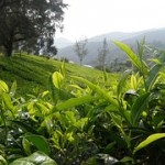 10 Benefits Of Drinking Green Tea